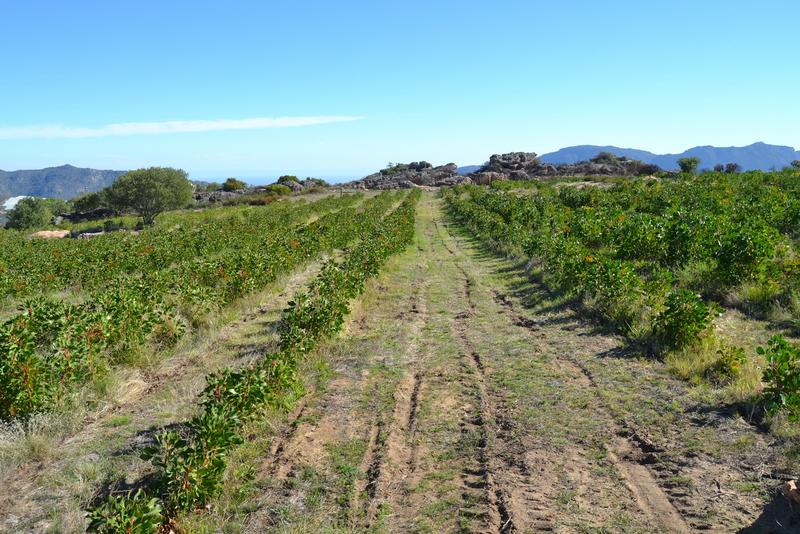 5 Bedroom Property for Sale in Piketberg Rural Western Cape